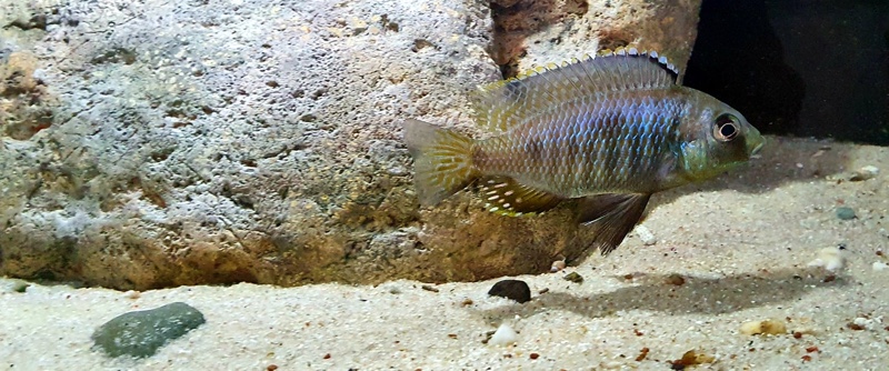 Otopharynx sp. 'auromarginatus goldhead' Nkolongwe